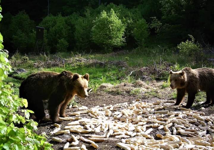 Slovenská poľovnícka komora tvrdí, že prikrmovanie zvierat kvôli trofejníckemu poľovníctvu nie je…
