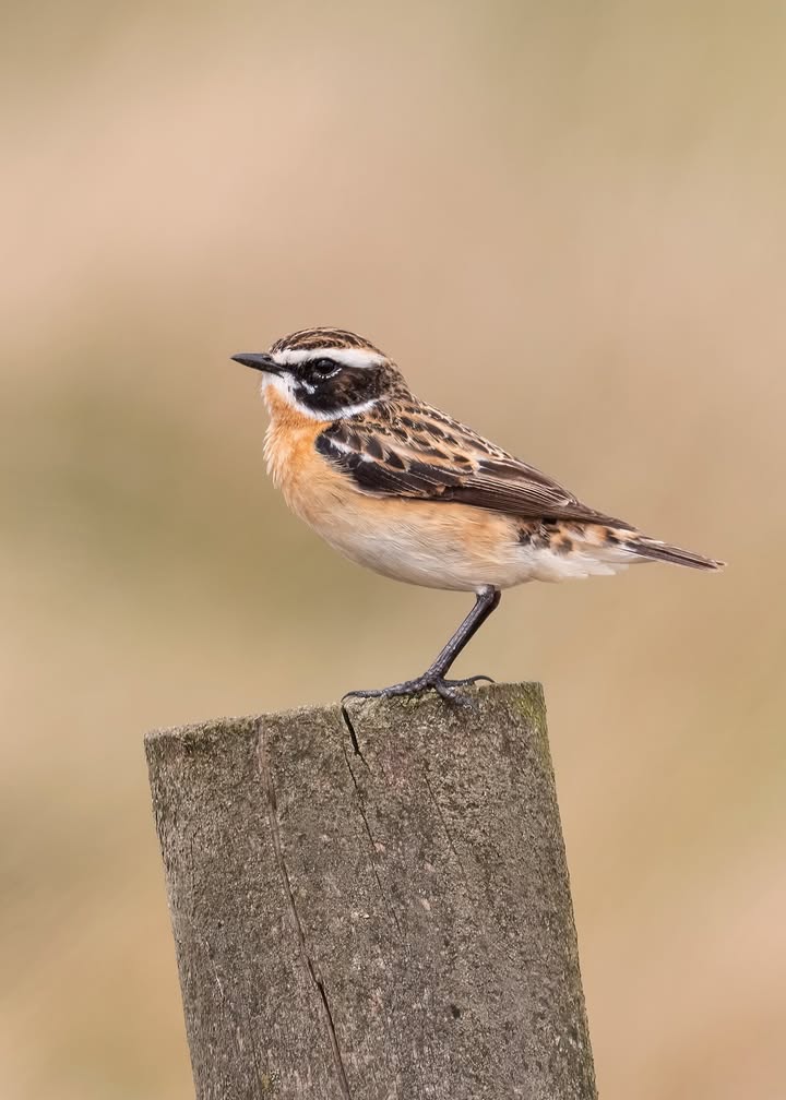 Photos from SOS/BirdLife Slovensko’s post